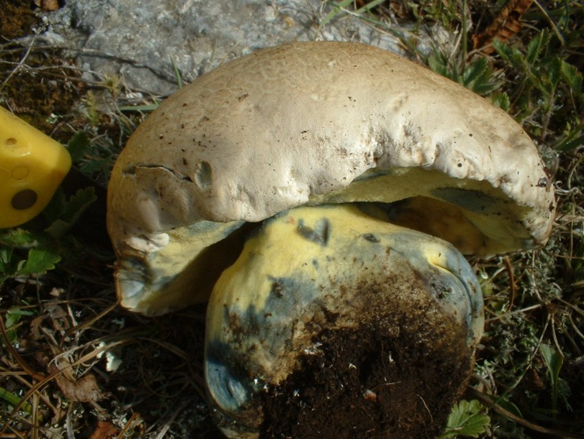 boletus radicans